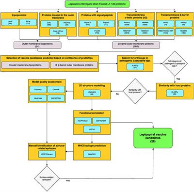 Discovery of Novel Leptospirosis Vaccine Candidates Using Reverse and Structural Vaccinology